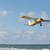 Lille fly lander på stranden