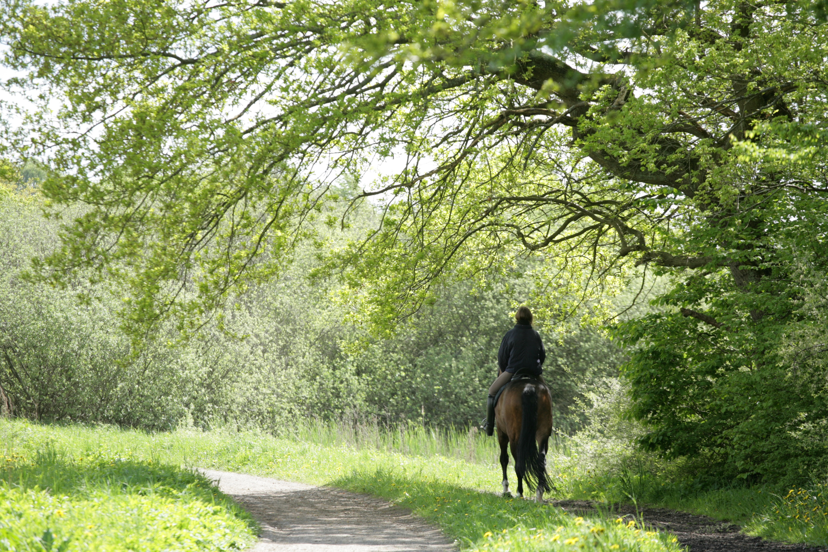 Rytter rider hest i naturen