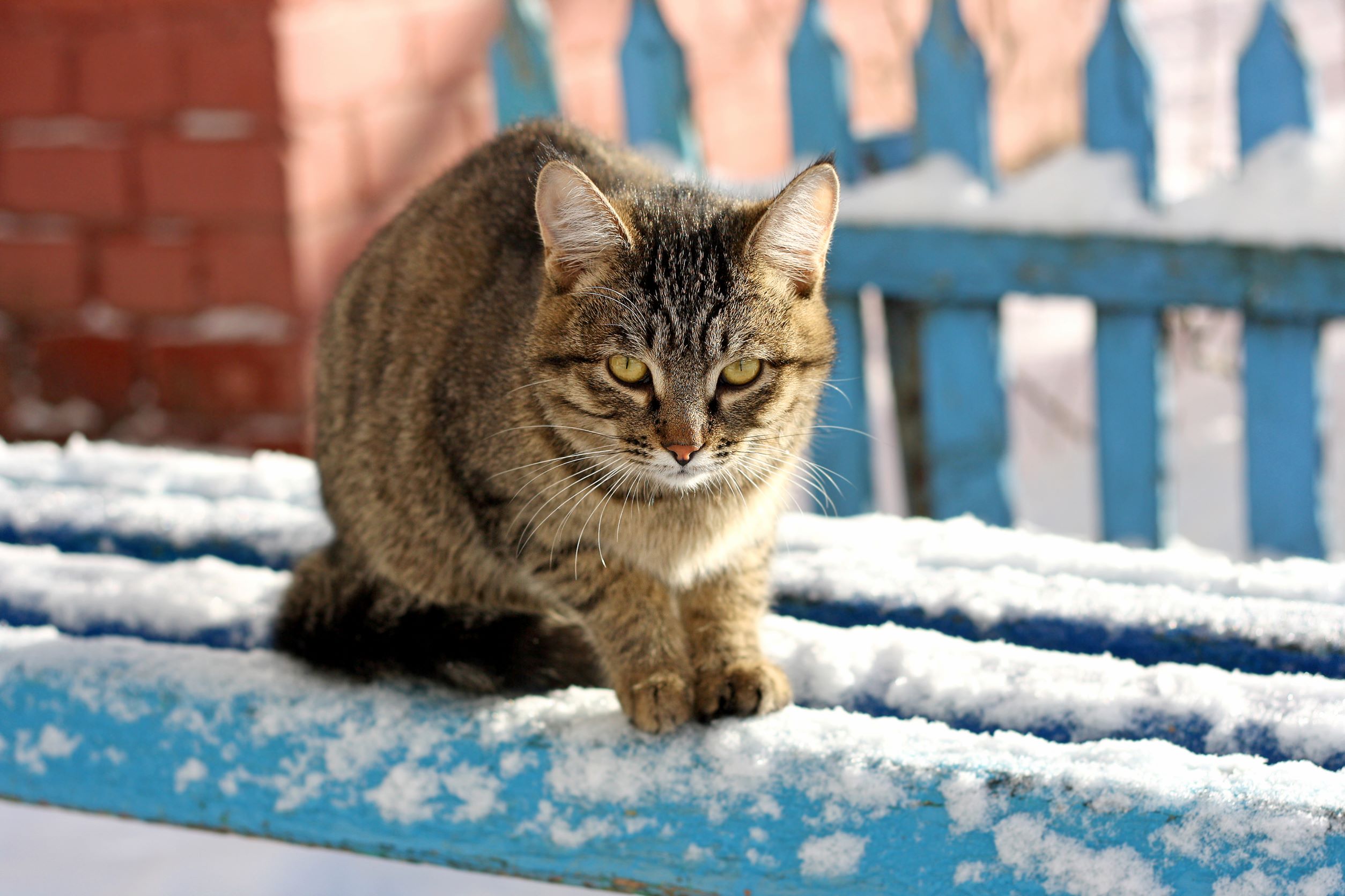 Kat i sne