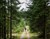 To personer lufter hund i skov