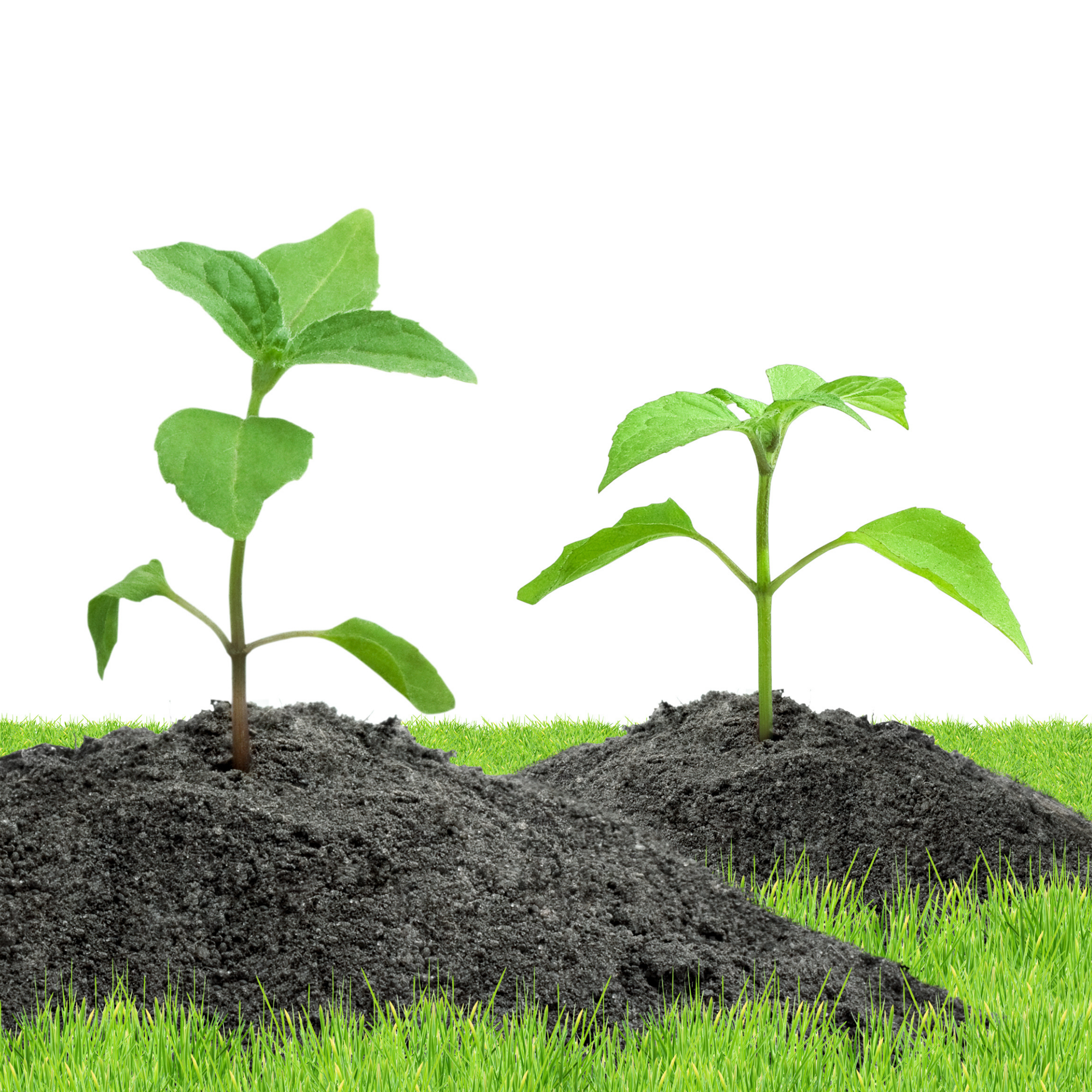 Spirende planter