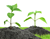 Spirende planter