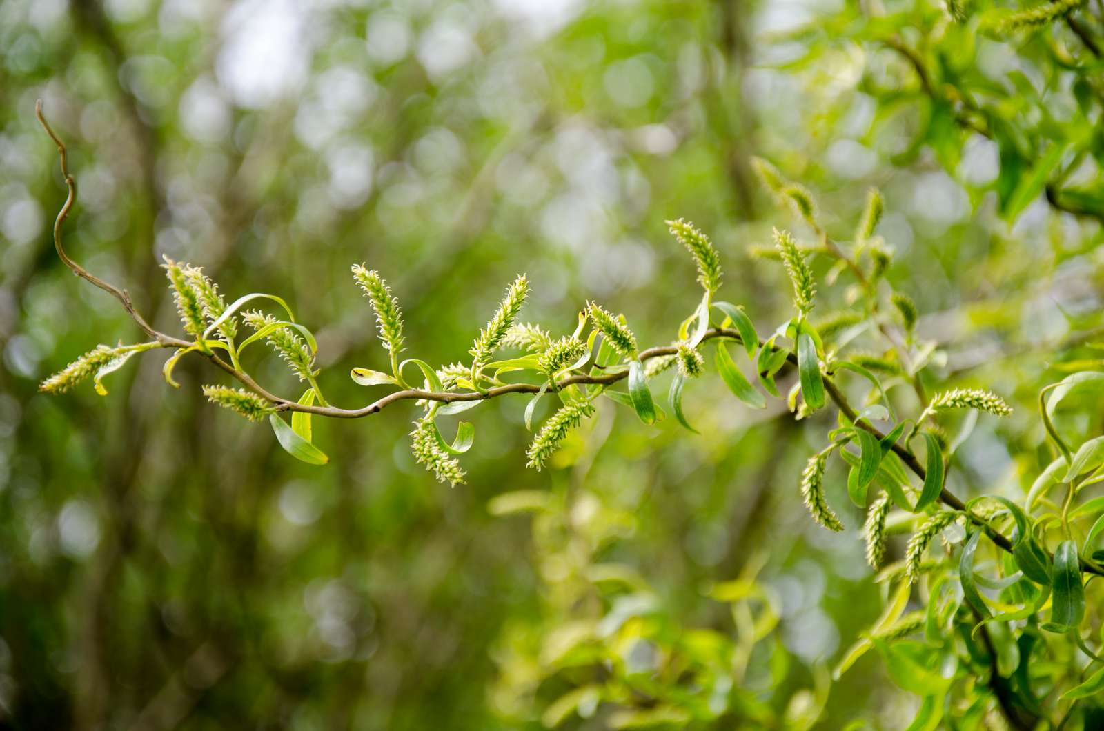 Forårsgrene i naturen