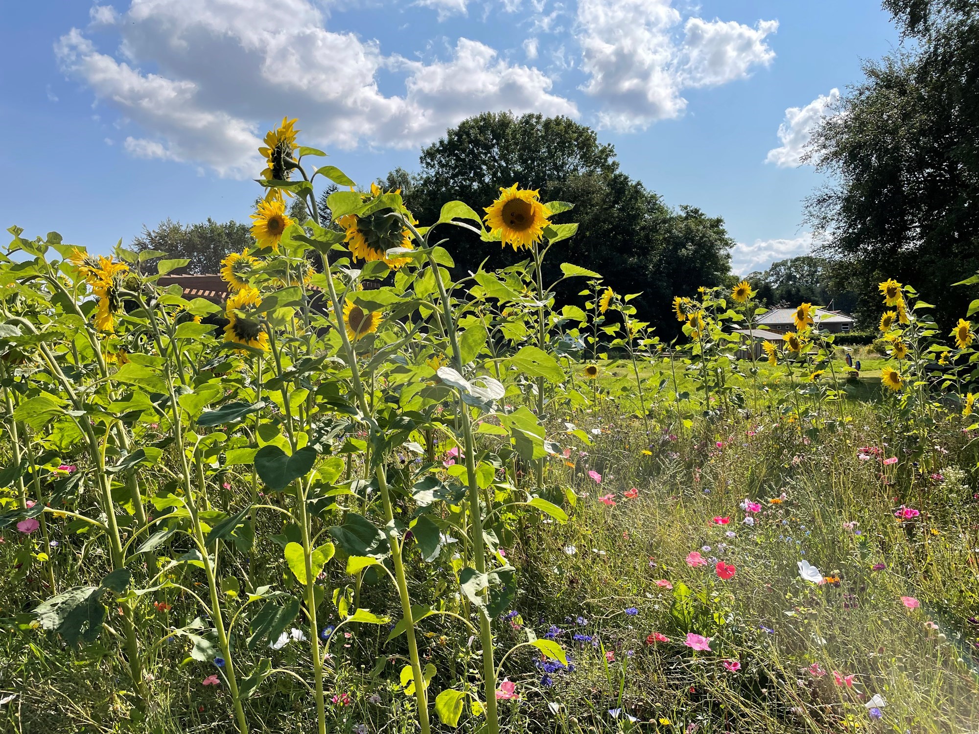 Vilde blomster og solsikker