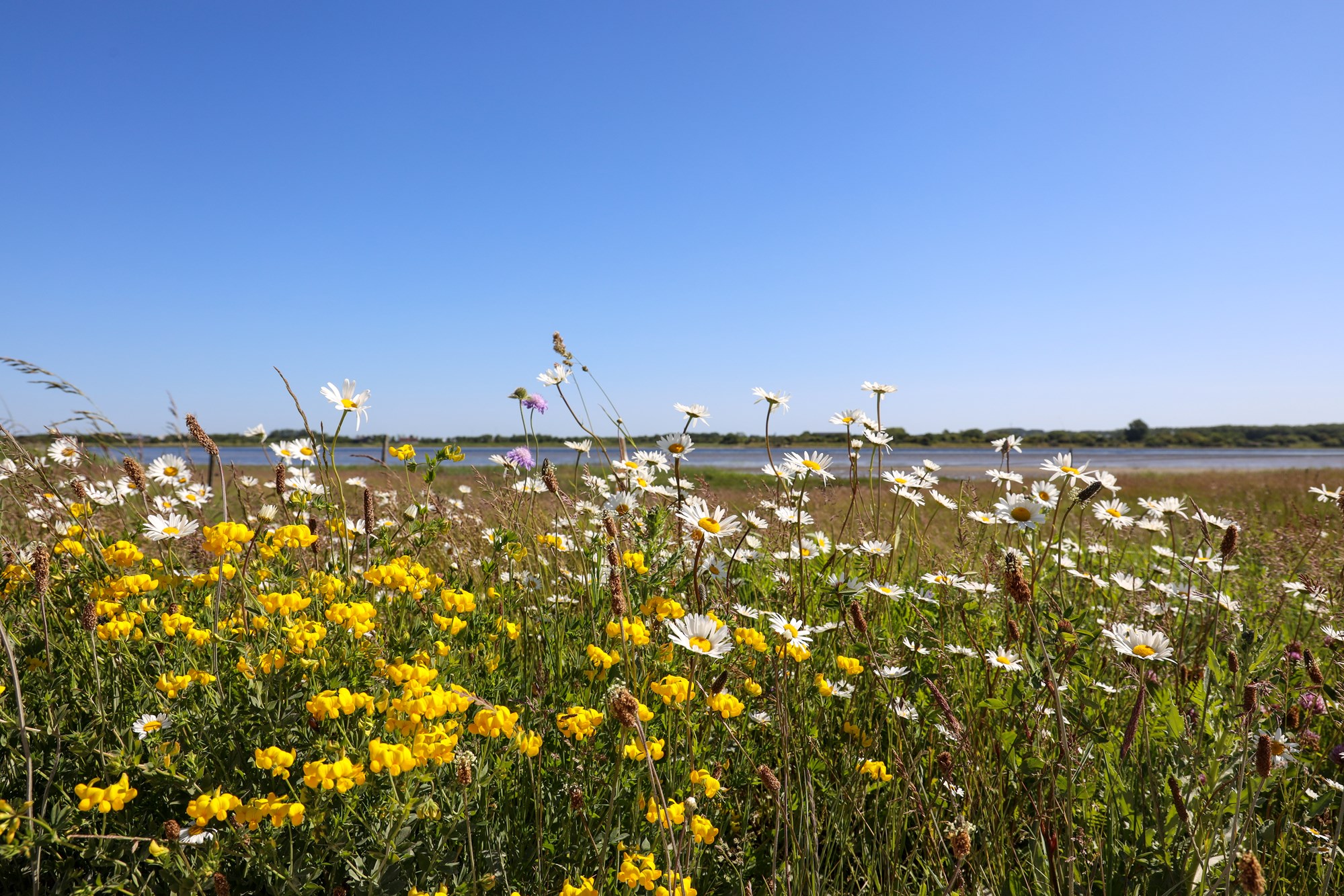 Blomstereng
