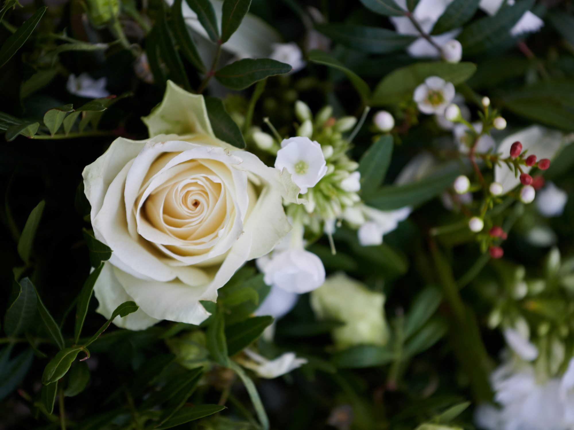 Smuk hvid rose