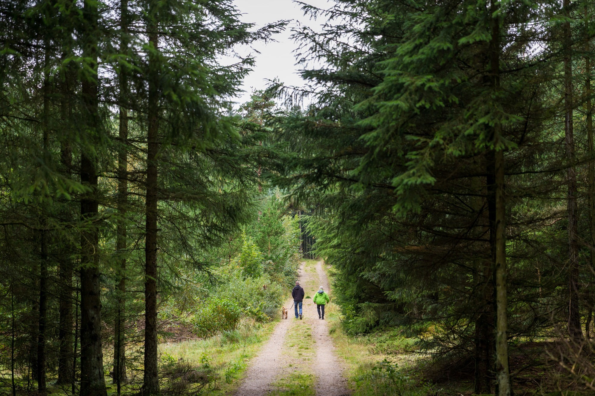To personer og en hund går tur i skoven