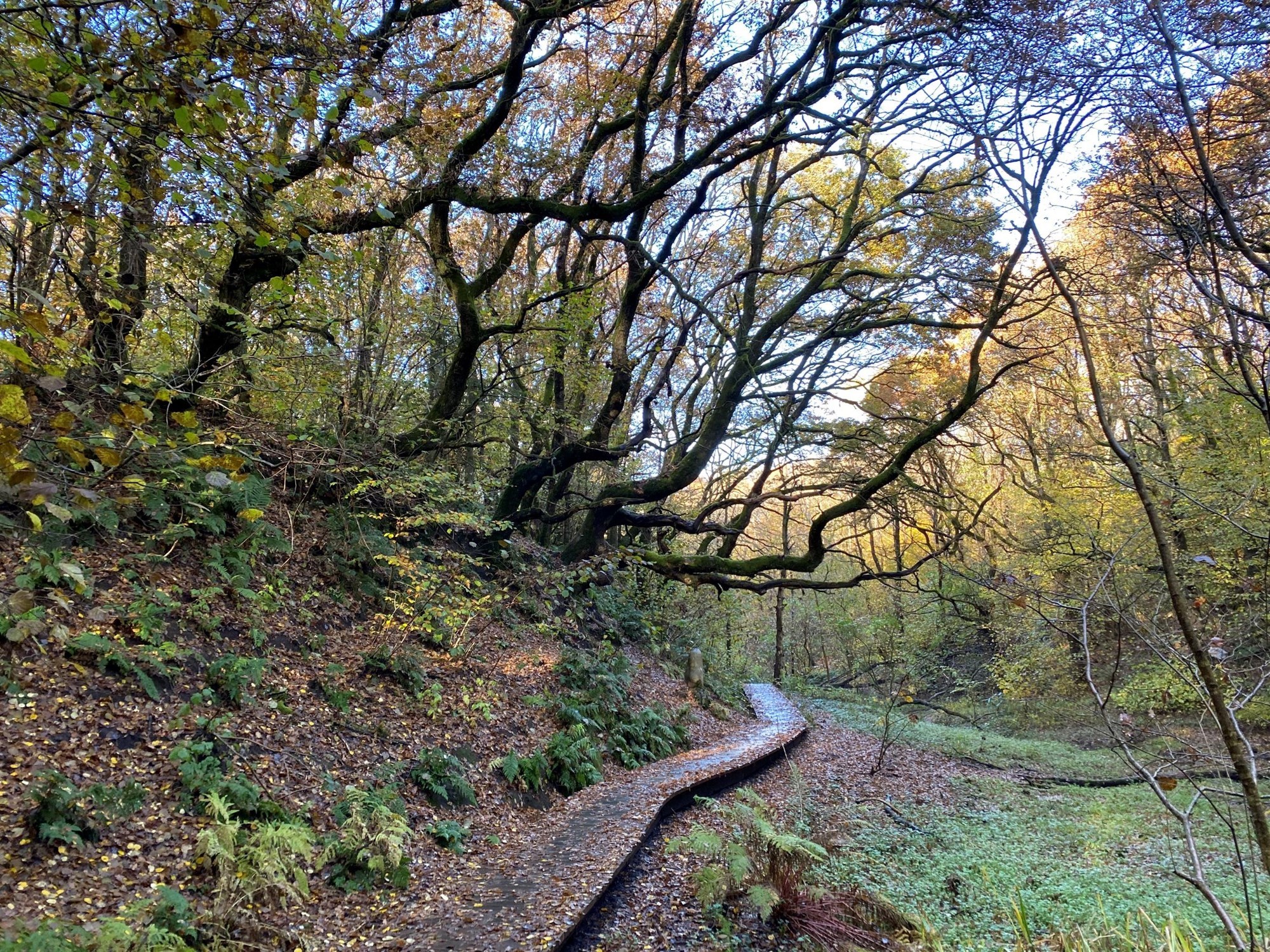 Skovsti