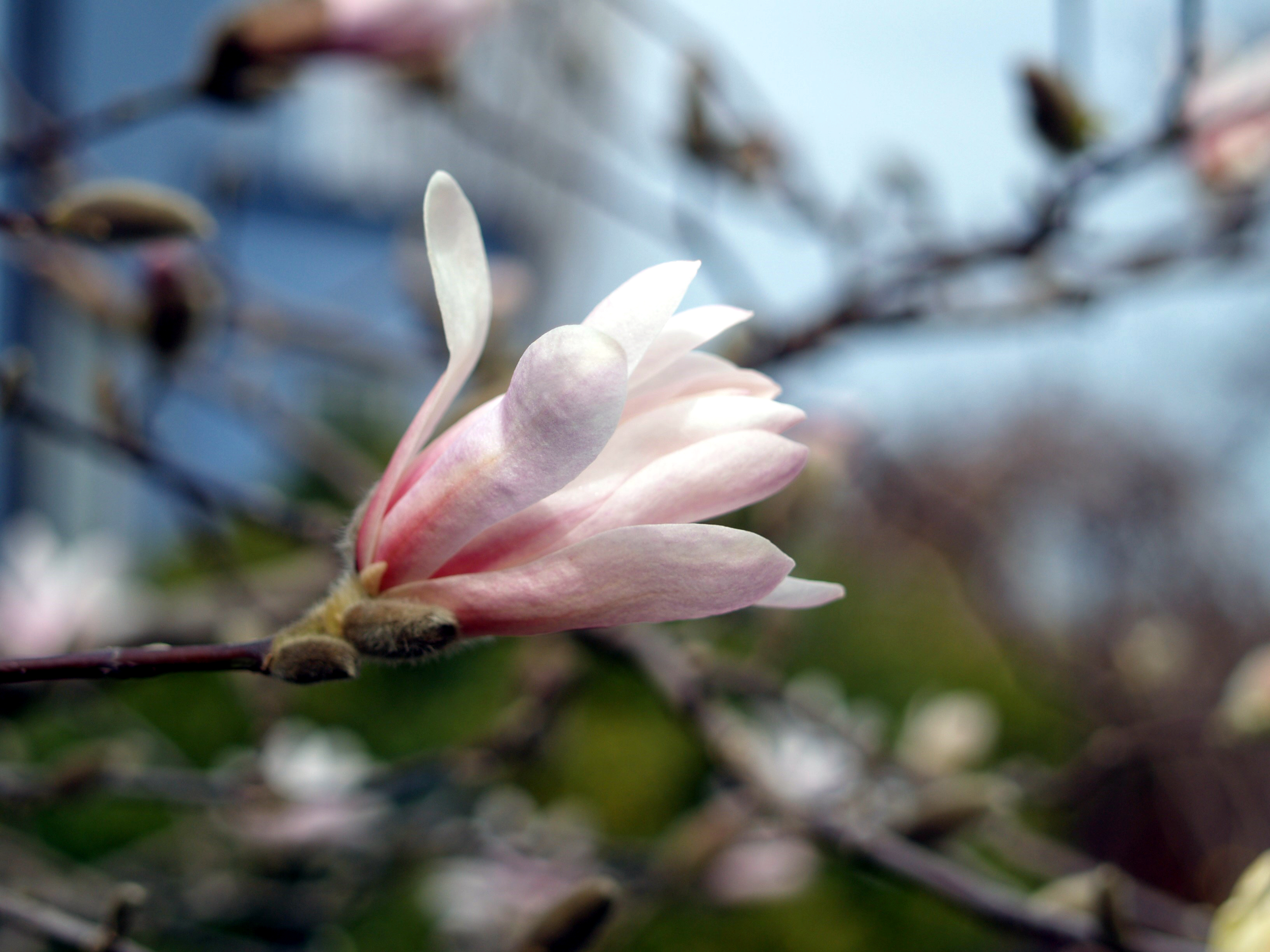 Magnoliabusk